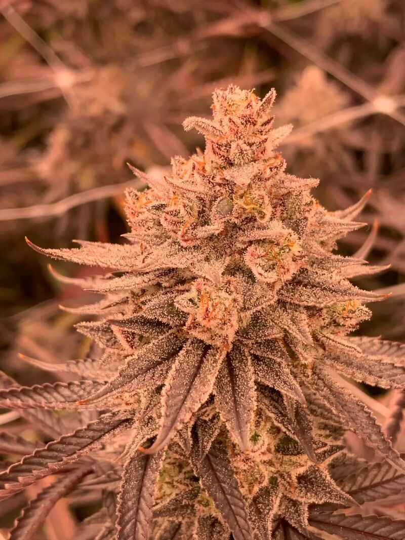 Dullbutter, Фасовка: 3+3, изображение 2